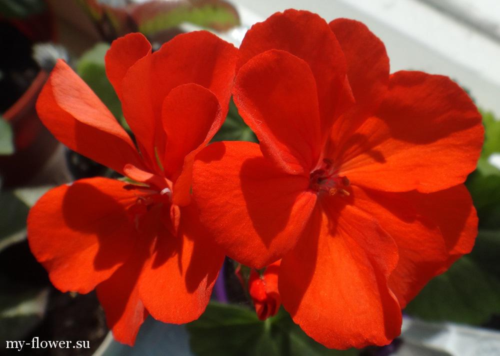 Пеларгония Grandeur Classic Orange