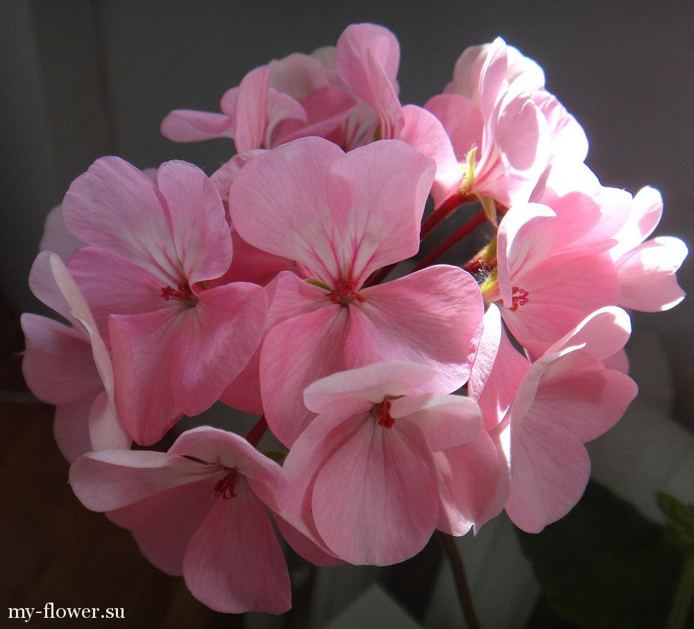 Пеларгония Horizon Lavender