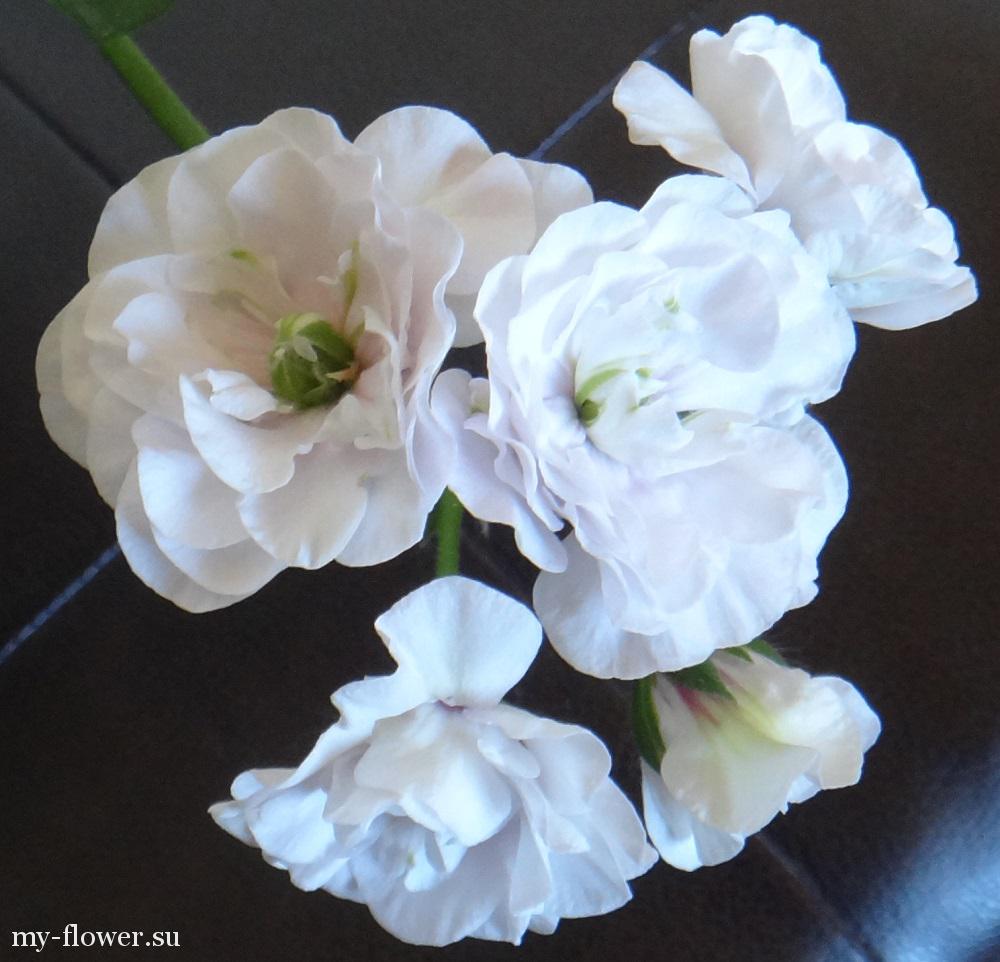 пеларгония Ice Rose