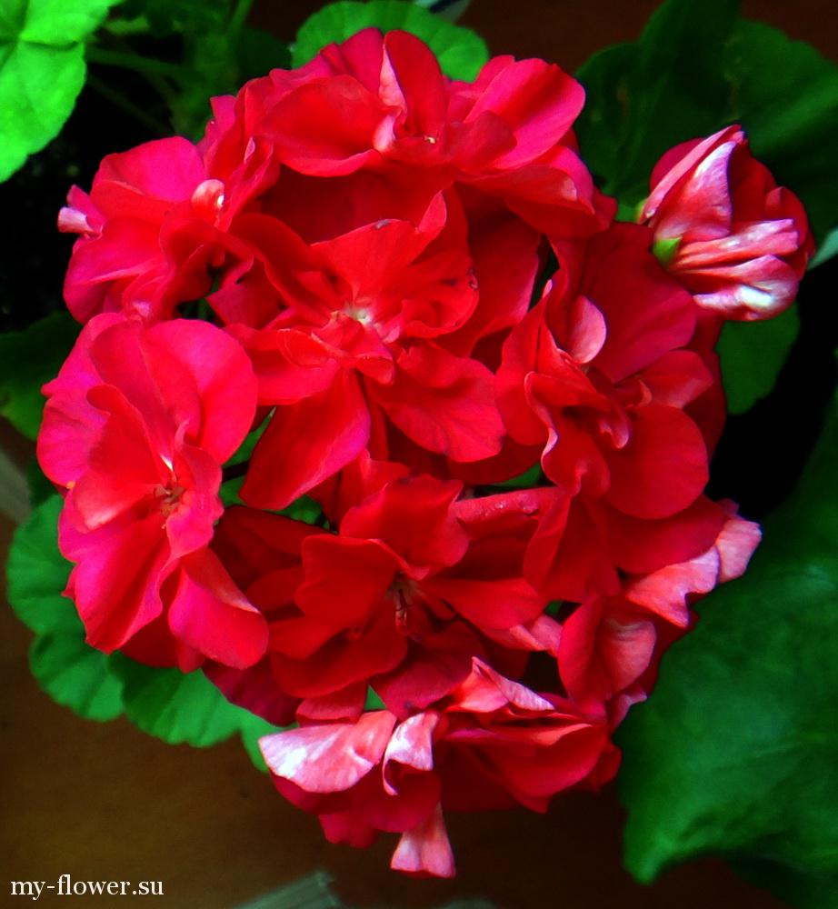 Пеларгония Bold Carmine