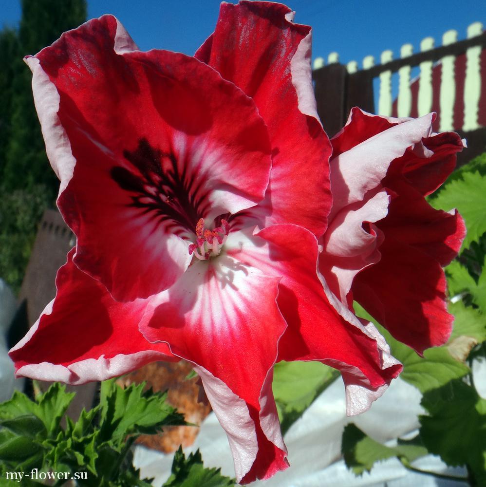 2015-08-21 15-21-48