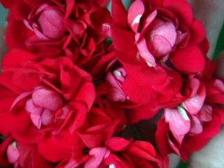 Langelands rosen