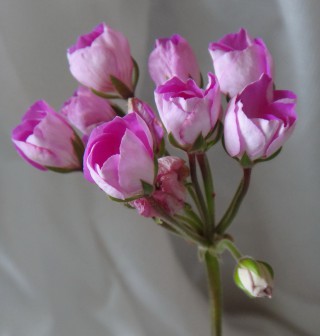 Пеларгония Linnea Andrea